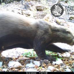 Cape clawless otter